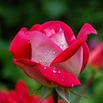 Profile Picture of Stefanie Bryant (@queensnowwhitte1) on Instagram