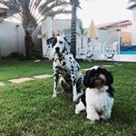 Profile Picture of Tekila Maria e Keyze 🐶🐾 (@tekilamaria.keyze) on Instagram
