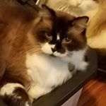 Profile Picture of Jessica (@simon_p_jacobson) on Instagram