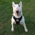 Profile Picture of Vinny,Albert GroundworxWarzone (@19vinny66) on Instagram