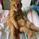 Profile Picture of Rüdiger (@ginger.ruedi) on Instagram