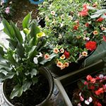 Profile Picture of Paula Taylor (@paula.taylor.796569) on Instagram