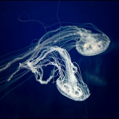 Profile Picture of Martin Turek (@Turek72) on Twitter