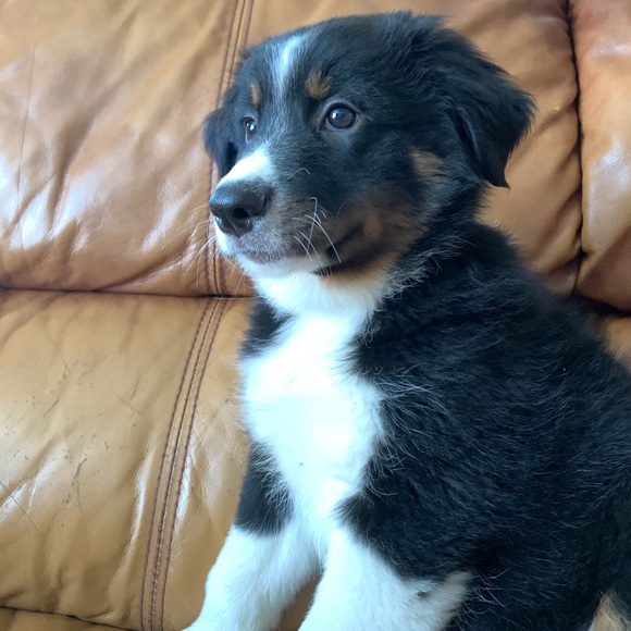 Profile Picture of Andrew Hitchings (@ahitchings124) on Poshmark