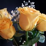 Profile Picture of Diane-Alice (@diane.alice.lussier) on Instagram