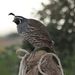 Profile Picture of Debbie Nadeau (@debthehoot) on Pinterest