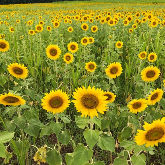 Melissa Greenlee - Poshmark Profile Picture of Melissa Greenlee (@missmlsa) on Poshmark