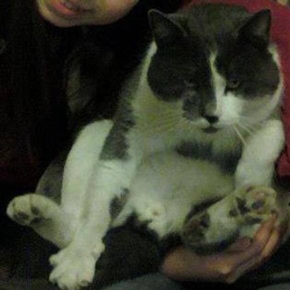 Profile Picture of Anne Lu (@anneqilu) on Poshmark