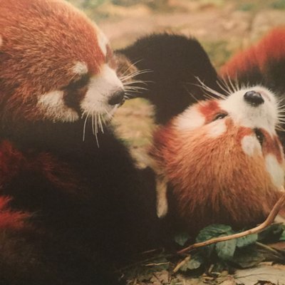 Profile Picture of 2005Redpanda (@ZacharyGunn1) on Twitter