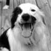 Profile Picture of April Tolbert (@apriltolbert09) on Pinterest