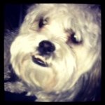 Profile Picture of Bradley Foster (@bradleyfoster207) on Instagram