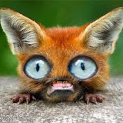 Profile Picture of Jeremy Bumpus (@jbumpus895) on Youtube