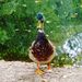 Profile Picture of Paul Jonathan Frohmann (@PandaticNetwork) on Pinterest