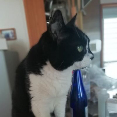 Profile Picture of Yamahiko (@kinchao) on Twitter