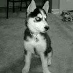 Profile Picture of Michael Sean Moore (@brushandbolter) on Instagram