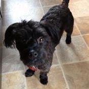 Profile Picture of Andrew Koning (@andrewkoning) on Pinterest