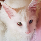 Profile Picture of Michelle Stringer (@michellestringer5256) on Youtube