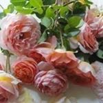 Profile Picture of Jan Smalley (@rose.end) on Instagram