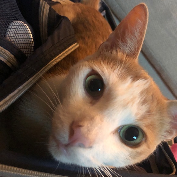 Profile Picture of Isis Felcher (@iceypop) on Poshmark