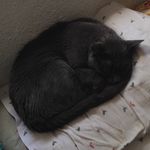 Profile Picture of Puma, Serena, Edinburgh, Onyx (@pumagalore) on Instagram