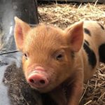 Profile Picture of K E V I N • B A C O N 🐷 (@misterpigglez) on Instagram