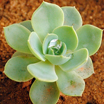 Profile Picture of Bành Bùi Tọc (@bành bùi tọc) on Flickr