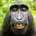 Profile Picture of Karen karen (@karen_monkey1234) on Instagram