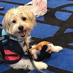 Profile Picture of kylie Elizabeth ⚓️ (@brinkleytheservicedog96) on Instagram