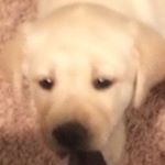 Profile Picture of Andrew Holman (@holman9813) on Instagram