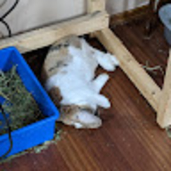 Profile Picture of Jean-paul Lapointe (@poodaeus) on Poshmark