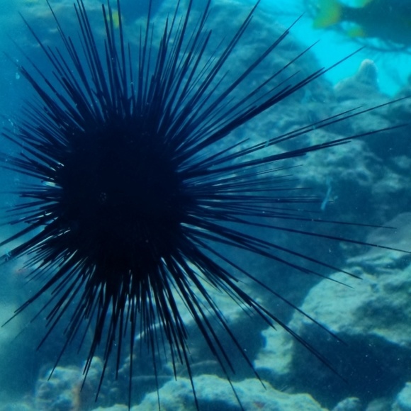 Profile Picture of Peggy Timbs (@musspeggy) on Poshmark