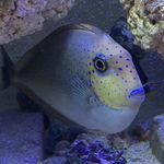 Profile Picture of Thomas Poindexter (@dex.iii) on Instagram