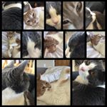 Profile Picture of Carl & Gravy & Audrey & Julia (@2catpeople) on Instagram