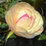 Profile Picture of 胡鐿玲 (@yiling_hu) on Instagram