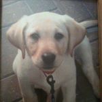 Profile Picture of Adam Harrison (@adam.h06) on Instagram