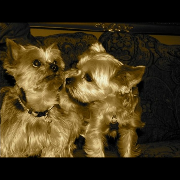 Profile Picture of Amanda Sands (@ajas22) on Poshmark