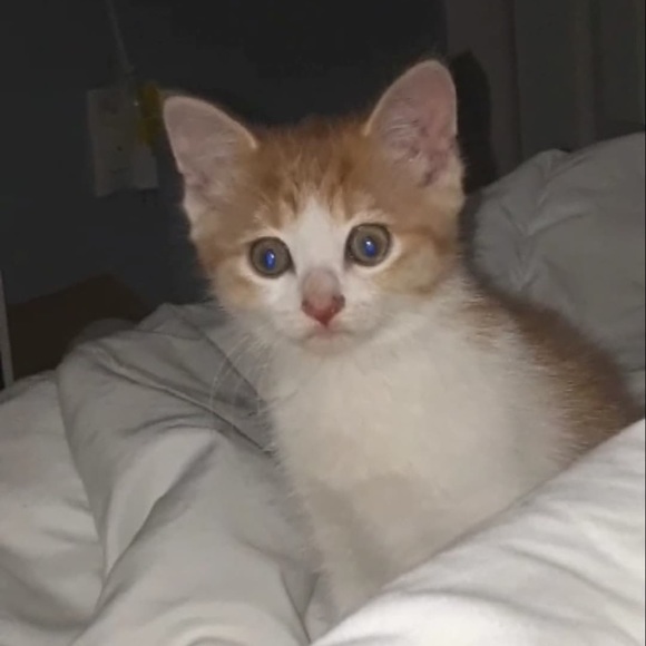 Profile Picture of Rebecca Pagé (@pagerebs) on Poshmark