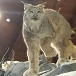 Profile Picture of Dorothy Schultz (@schultz.dorothy11) on Instagram