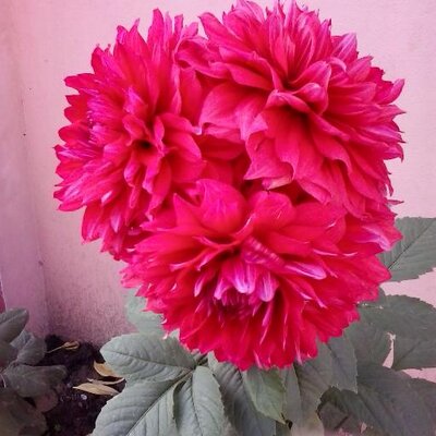 Profile Picture of reena philip (@ReenaPhilip2000) on Twitter