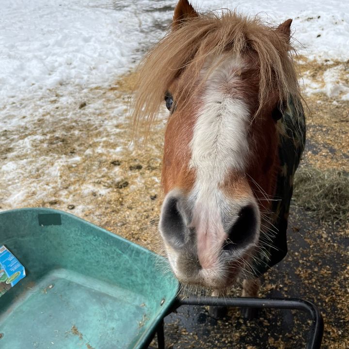 Profile Picture of Loree Osowski (@alilluvminihorse) on Tiktok
