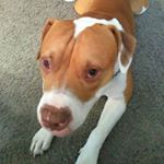 Profile Picture of Amanda (@hercules_biggest_baby_boy) on Instagram