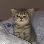 Jessica Consigli - Instagram Profile Picture of Jessica Consigli (@__isjess__) on Instagram