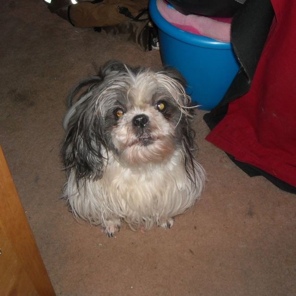 Profile Picture of Marlene Stallsworth (@saber1) on Poshmark