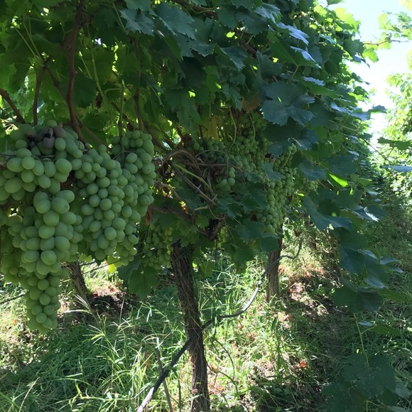 Profile Picture of Enith Amaya (@amaya007) on Poshmark