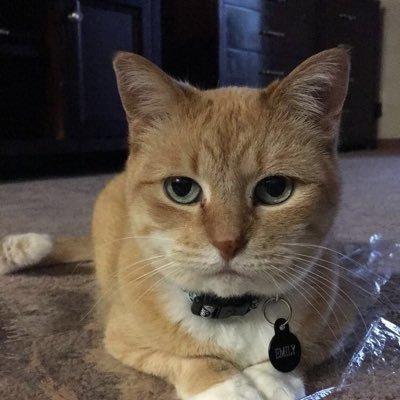 Profile Picture of Bridget Driver (@BridgetDriver) on Twitter