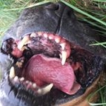 Profile Picture of Zachariah Lester (@lester_hangs) on Instagram