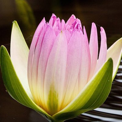 Profile Picture of Chowkidar Kishor Patel (@kartavya143) on Twitter