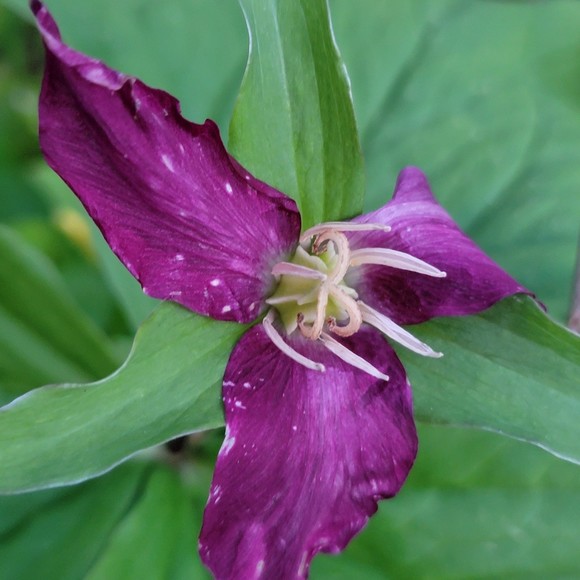 Profile Picture of Rhea Rhea (@isisrhea) on Poshmark