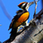 Profile Picture of mahesh chand (@81mahesh) on Flickr