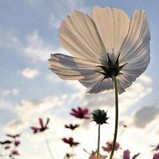 Profile Picture of Pearl Lucas (@pearl.lucas.104) on Facebook